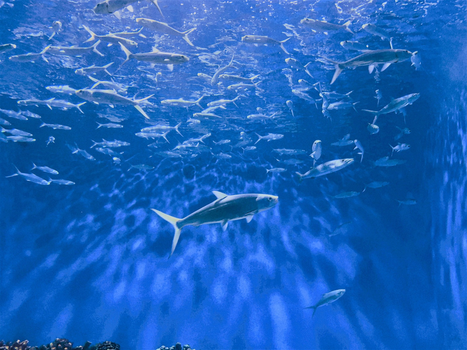 馬尼拉海洋公園