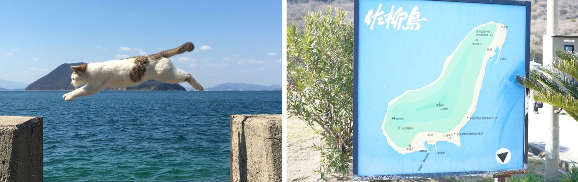 日本貓島 | 佐柳島