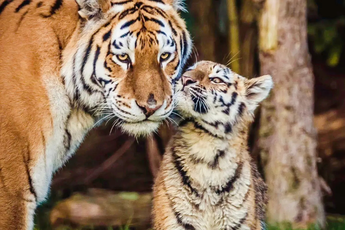 昆明景點, 雲南野生動物園