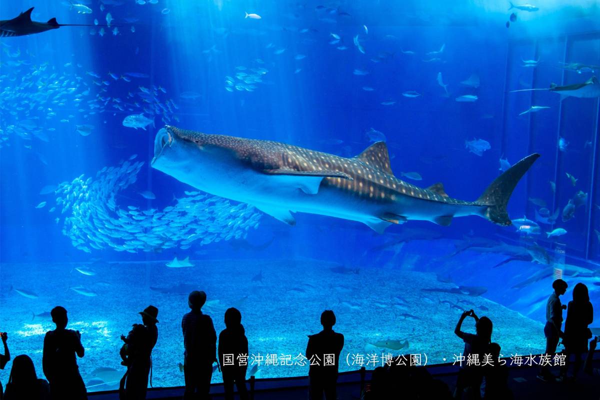 日本沖繩必訪景點 #1 沖繩美麗海水族館