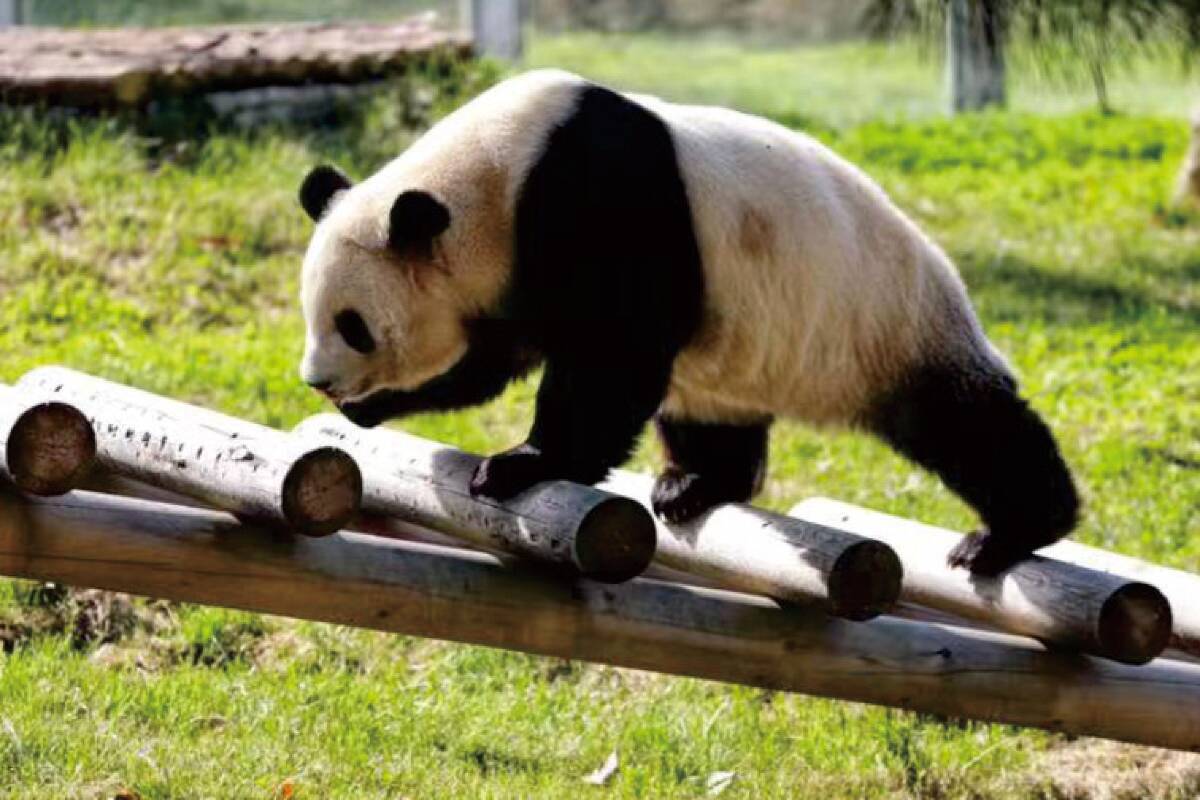 สวนสัตว์ซินหลิง