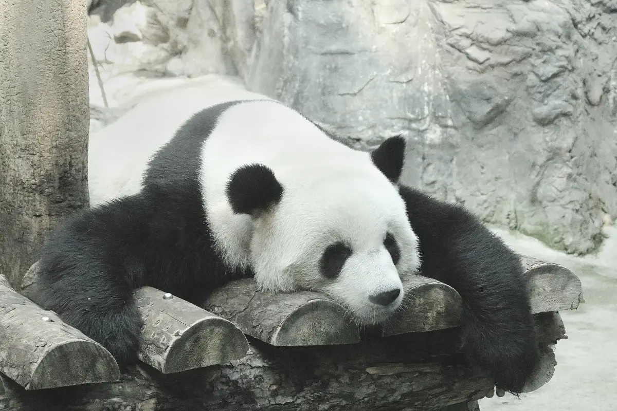 北京動物園大熊貓館