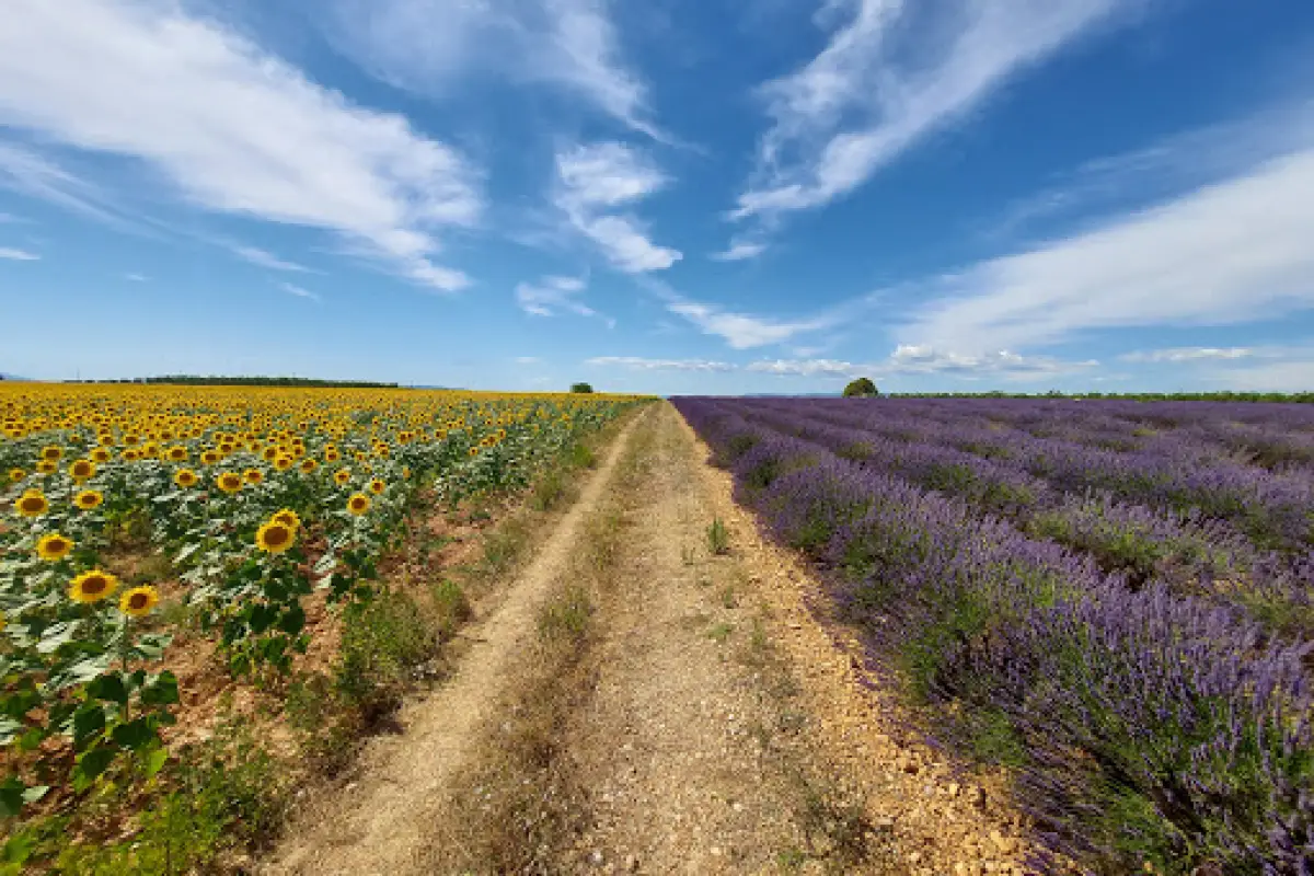 Valensole 高原