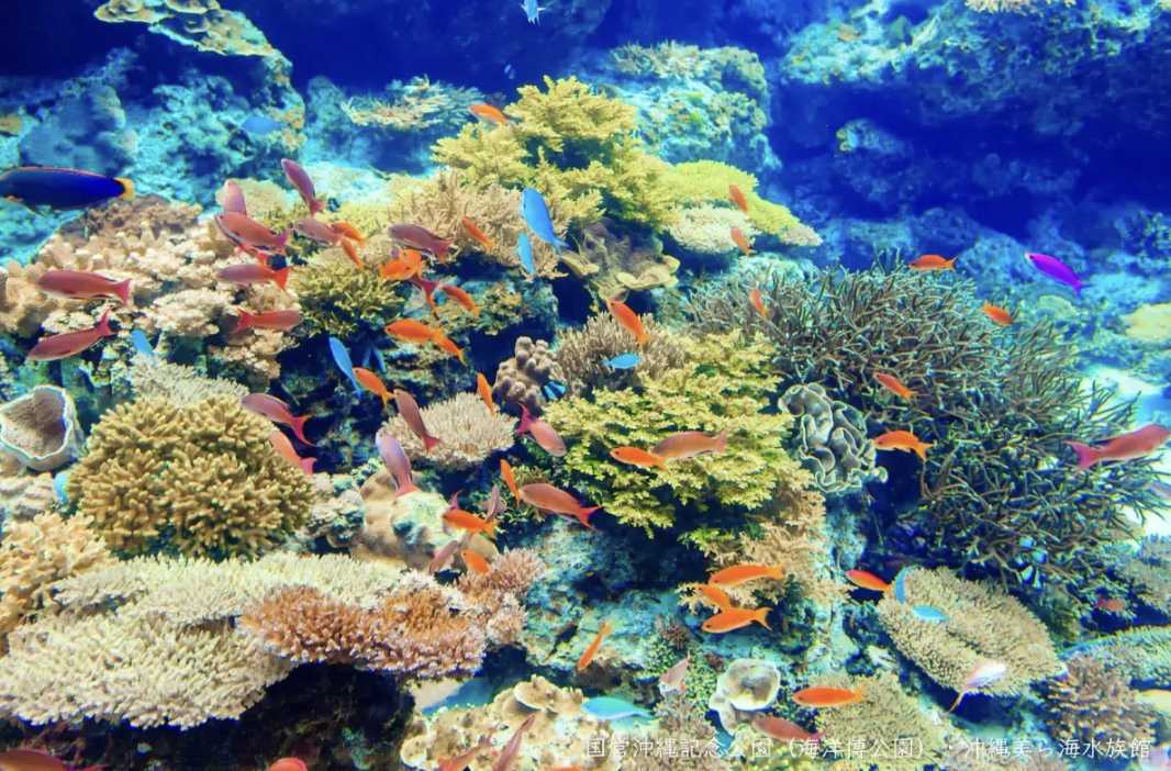 츄라우미 수족관 입장료