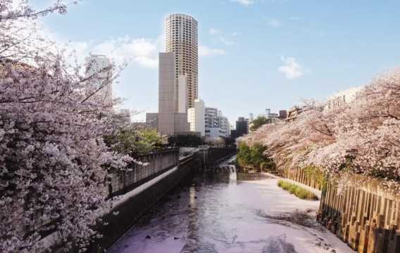 일본 벚꽃 메구로