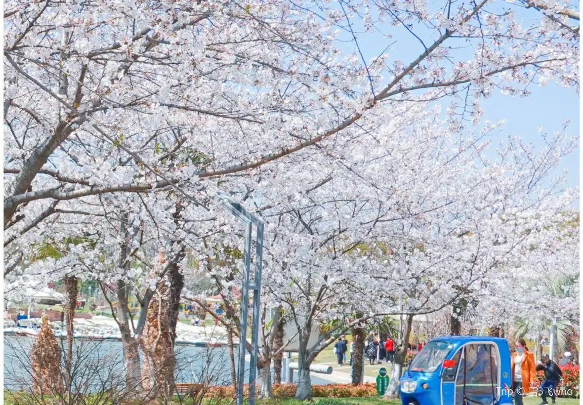 ซากุระ เซี่ยงไฮ้ 2569: รวมพิกัดจุดชมดอกซากุระที่สวยที่สุด พร้อมช่วงที่ดีที่สุด | Trip.com