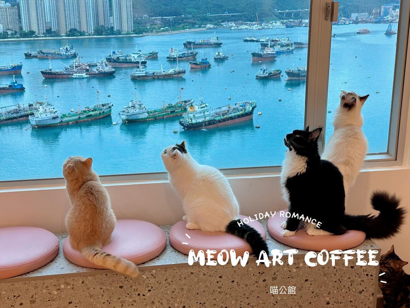 荃灣市內好去處 # 6  Meow Art Coffee 喵公館