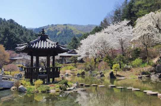 경기도 벚꽃 명소 가평