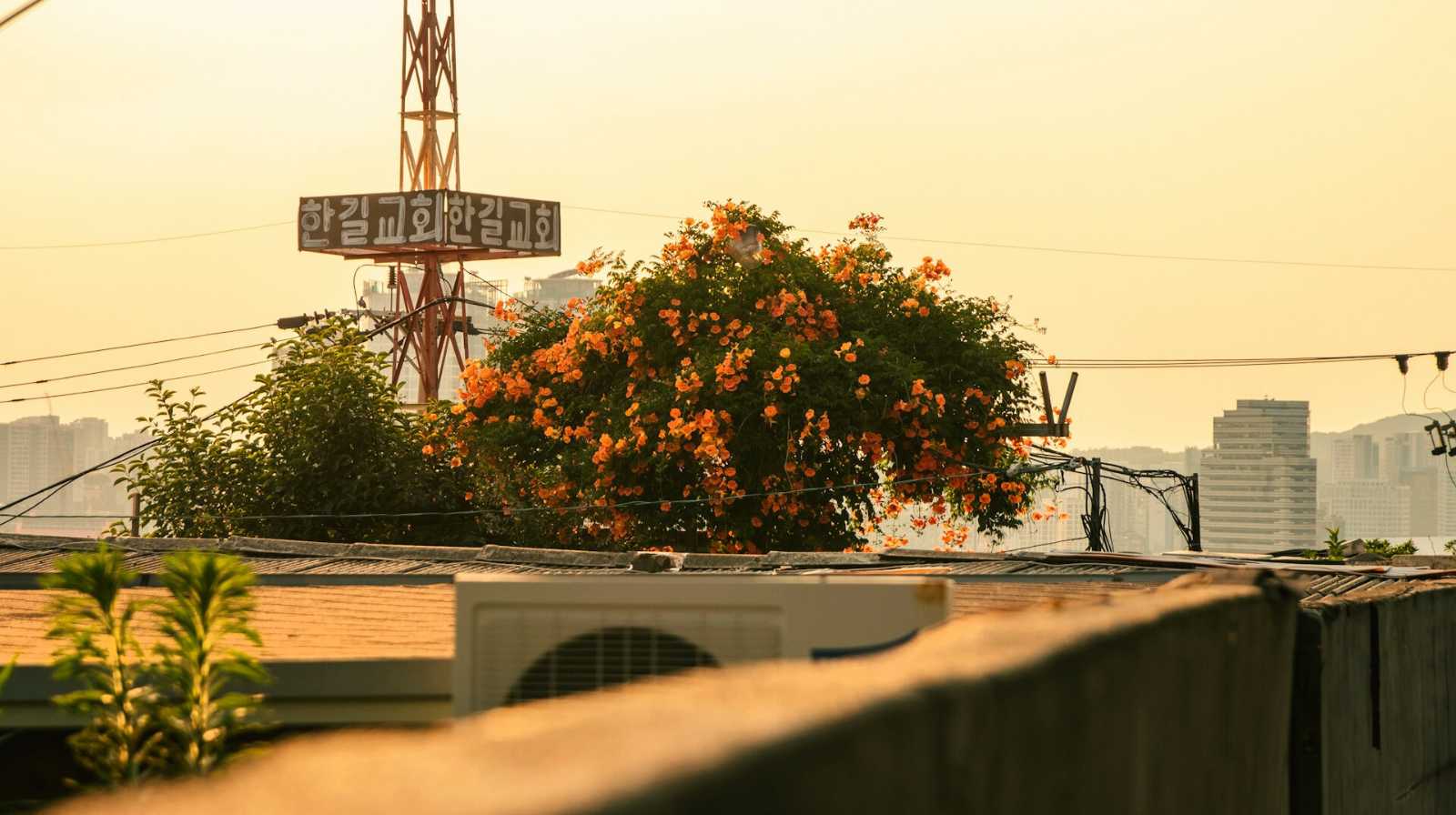 Árbol con flores naranjas sobre una azotea en Seúl durante un atardecer dorado, con edificios al fondo