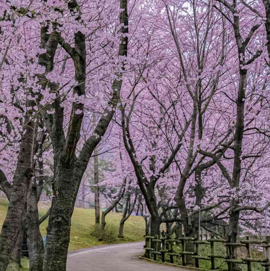 광주 벚꽃 추천