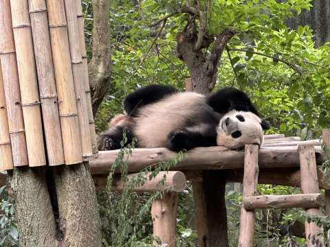 Which panda site suits your family?