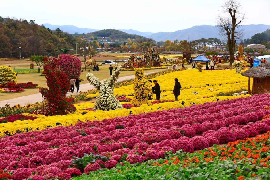 화순 고인돌 가을꽃축제