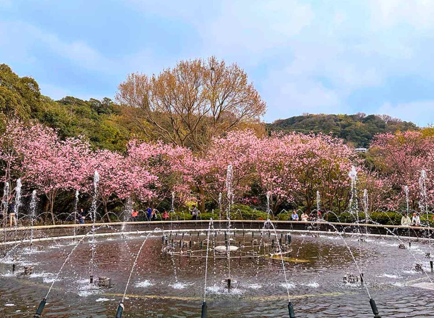 台北櫻花 | 陽明山國家公園