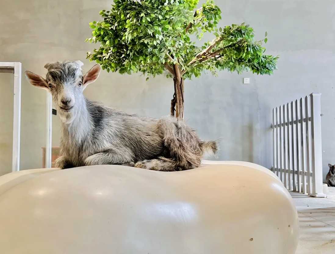 深圳 Lollypet 萌寵樂園