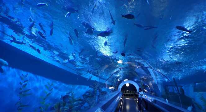 บึงฉวากเฉลิมพระเกียรติ