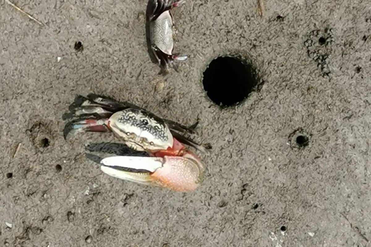 高美濕地寄居蟹