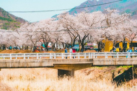 전주 벚꽃 명소, 완주