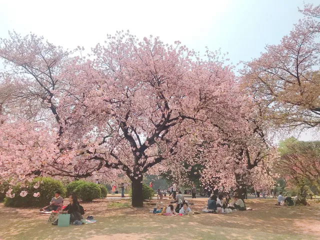 新宿御苑櫻花