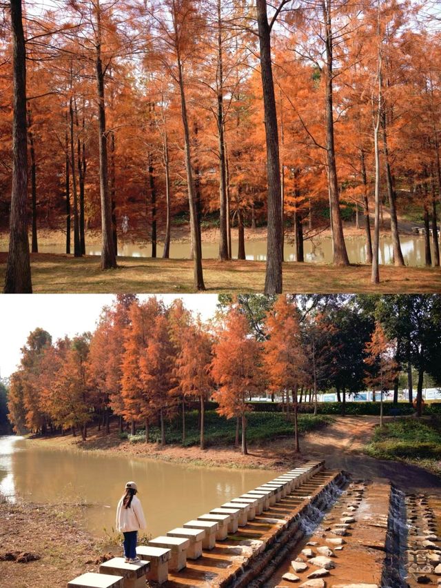 聚龍山濕地公園