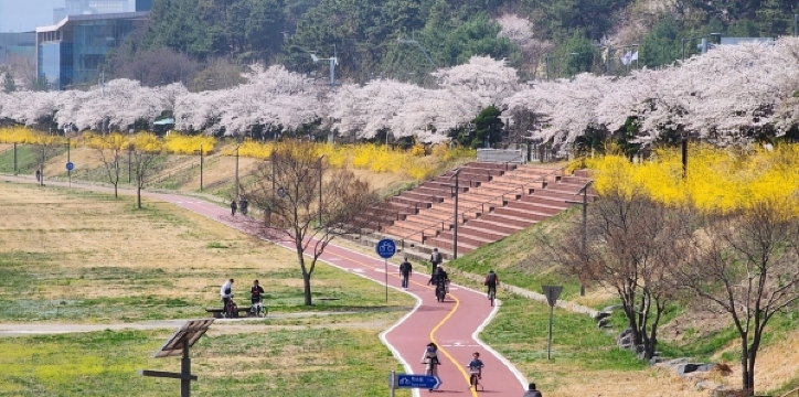 대전 벚꽃 명소, 갑천