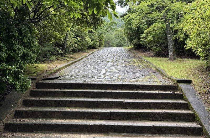 Forest path with stone steps surrounded by lush greenery