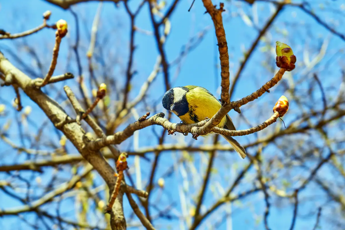 birds in Ueno Park