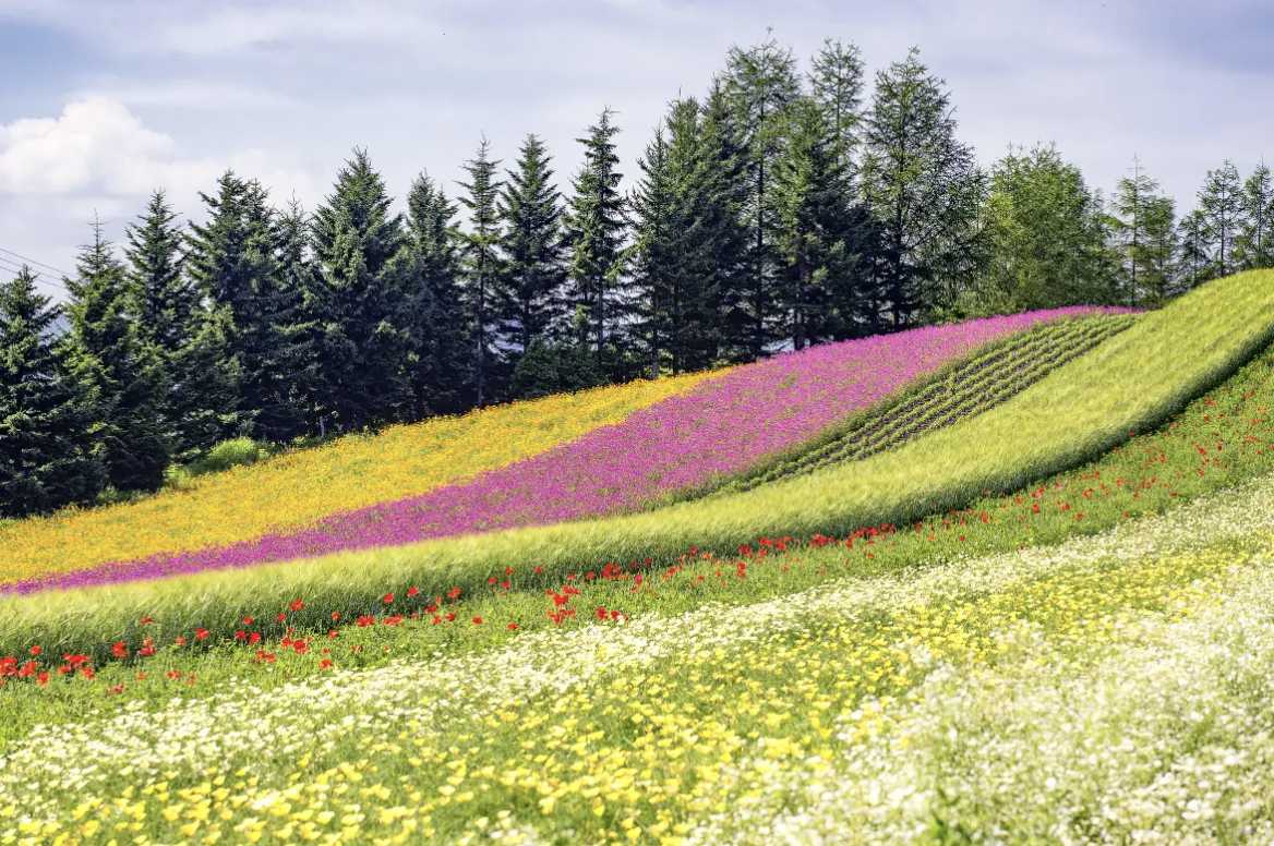 北海道自由行景點