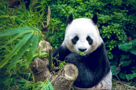 ชมแพนด้ายักษ์ที่ Chengdu Research Base of Giant Panda Breeding