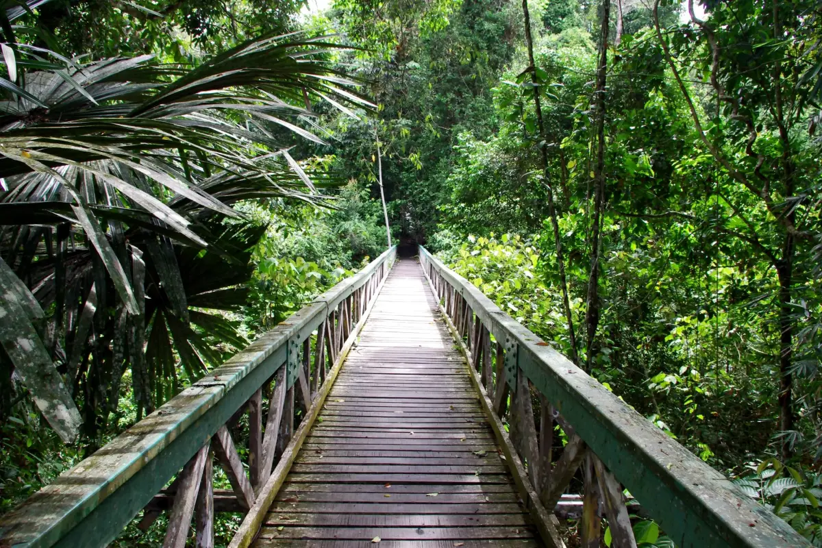 Canopy walk around the rainforest