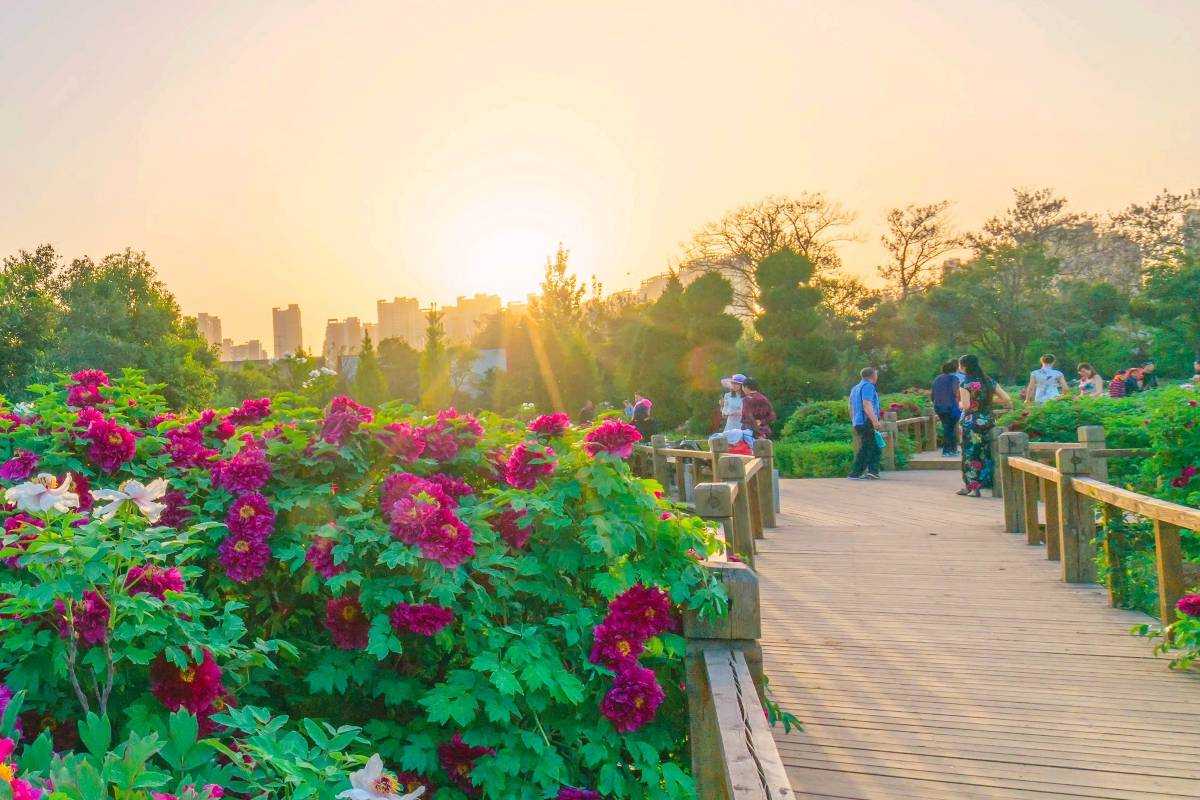 อุทยานดอกโบตั๋น