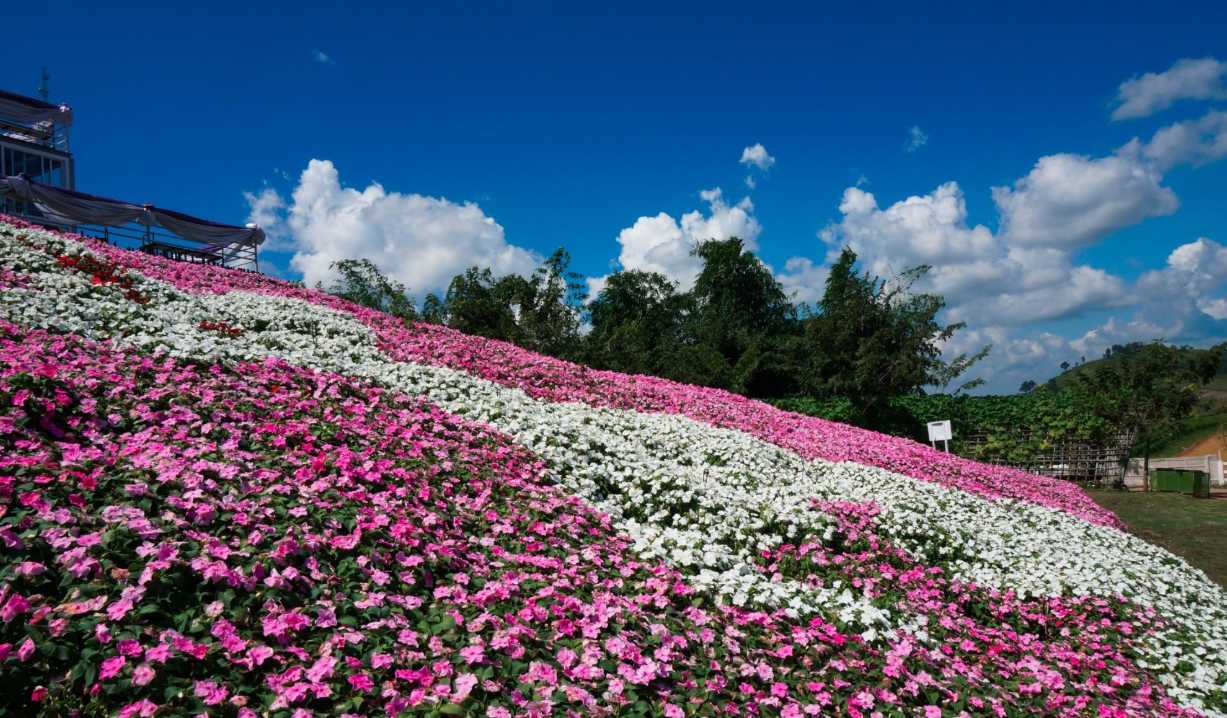 Flora Park - ที่เที่ยววังน้ำเขียว