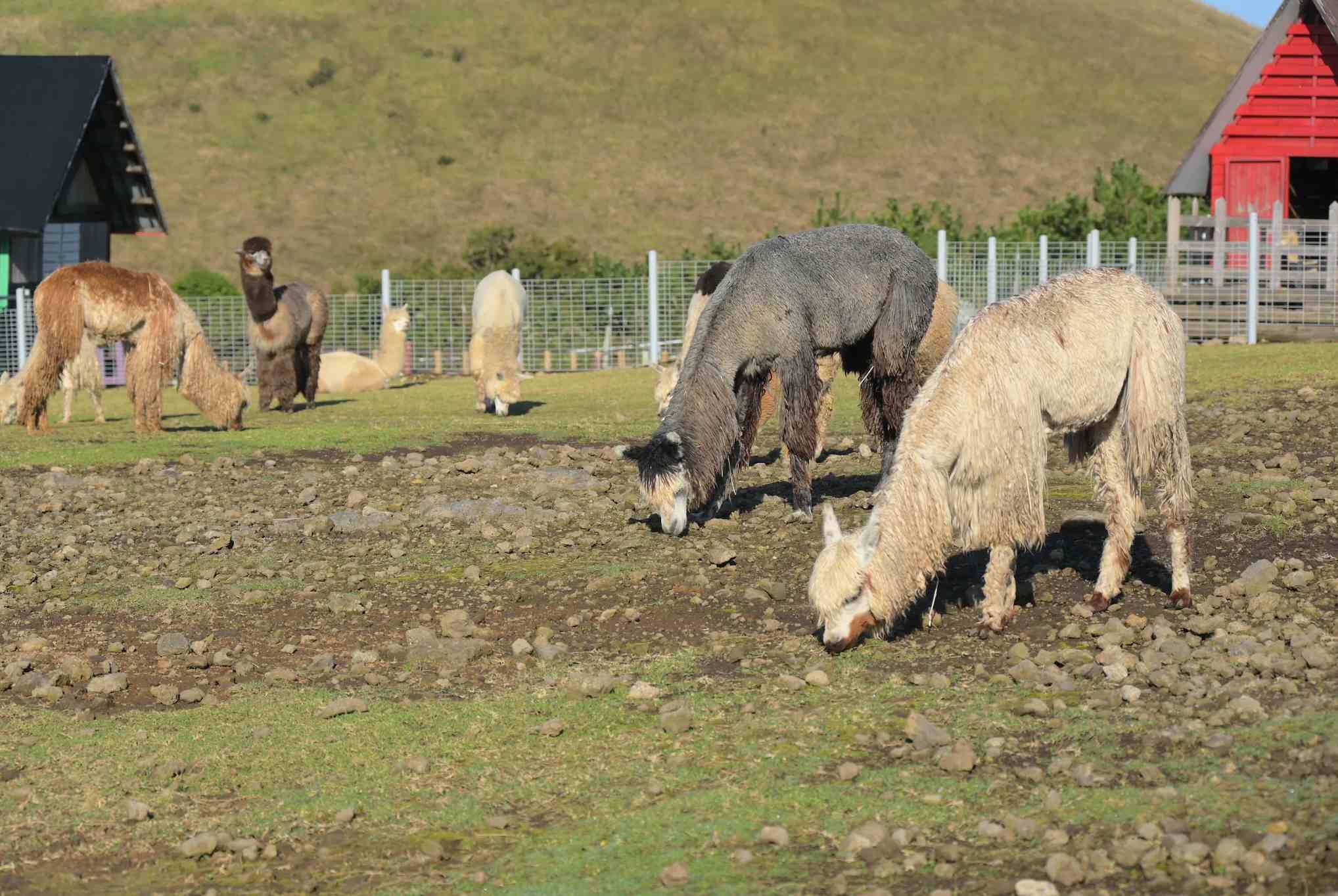 小羊肖恩羊駝牧場