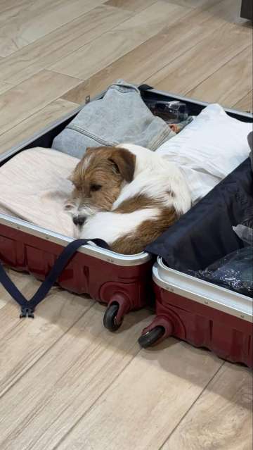 How to Travel with Pets? The 4–5 Month Timeline