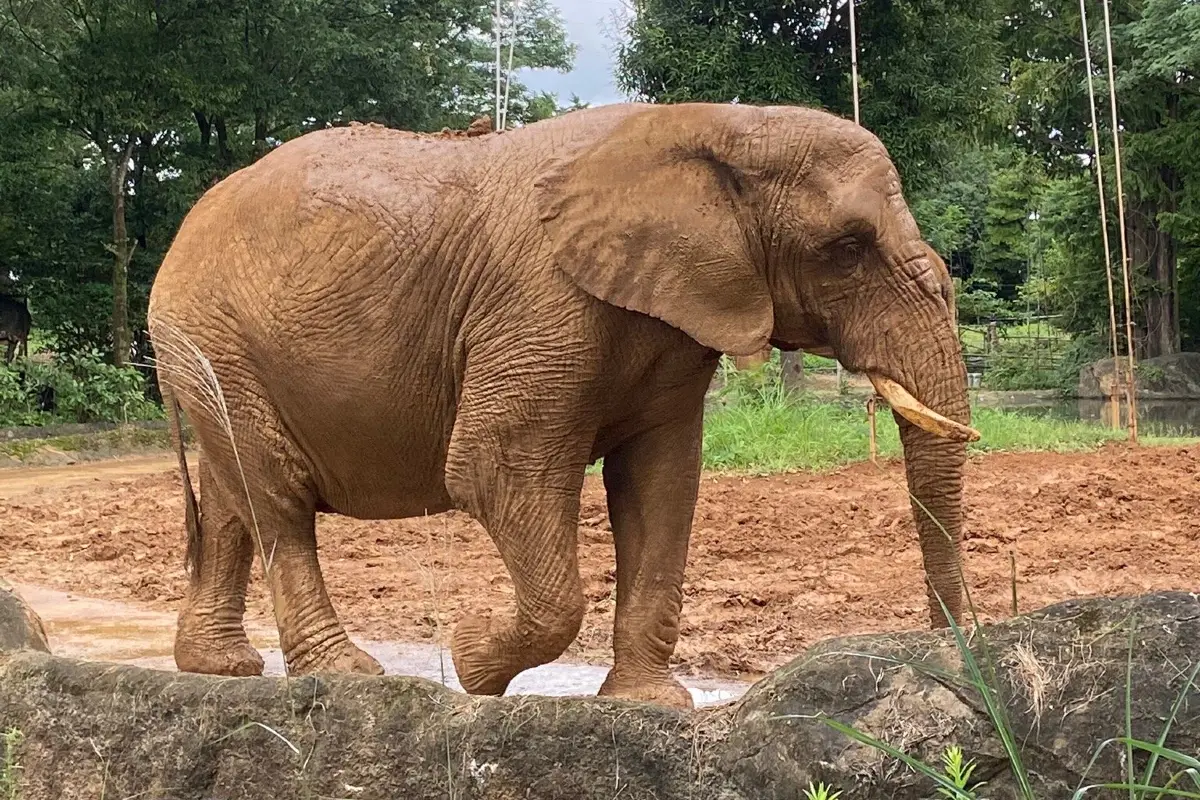 八木山動物公園