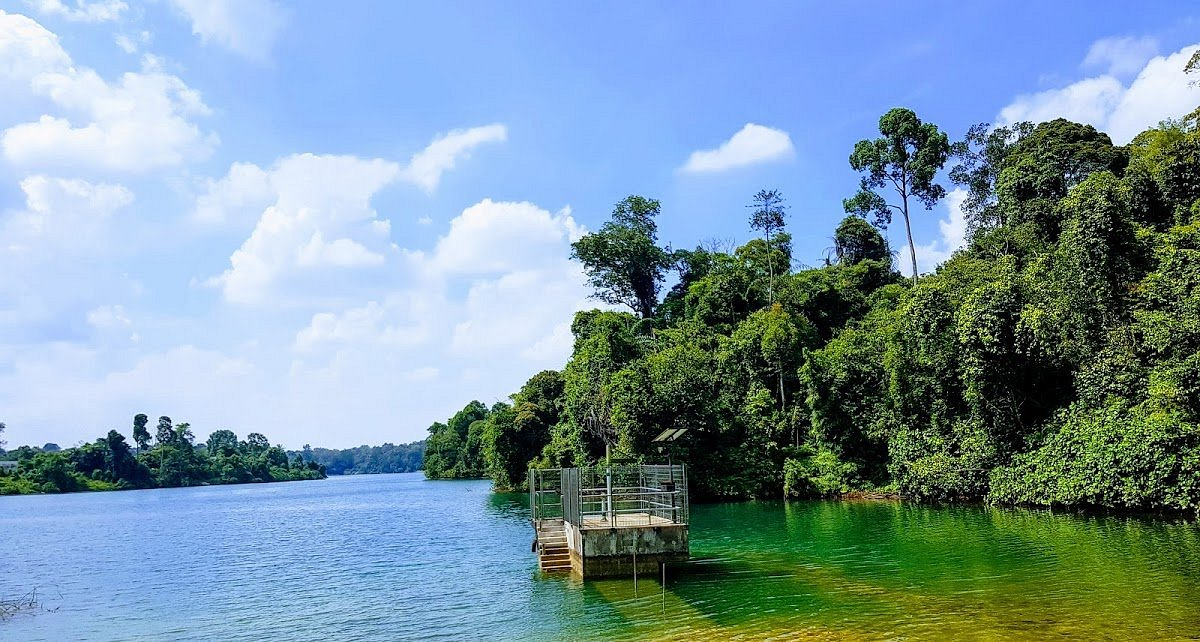 A view of Macritchie Reservoir