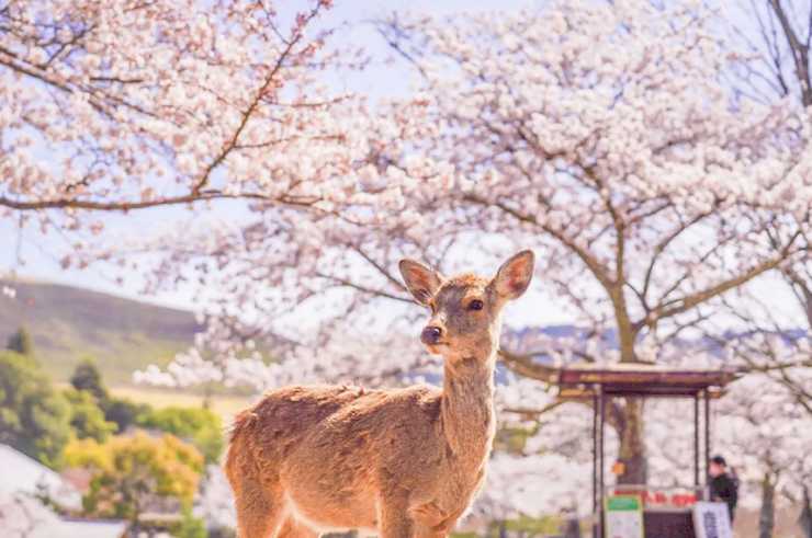 3월 축제 삿포로
