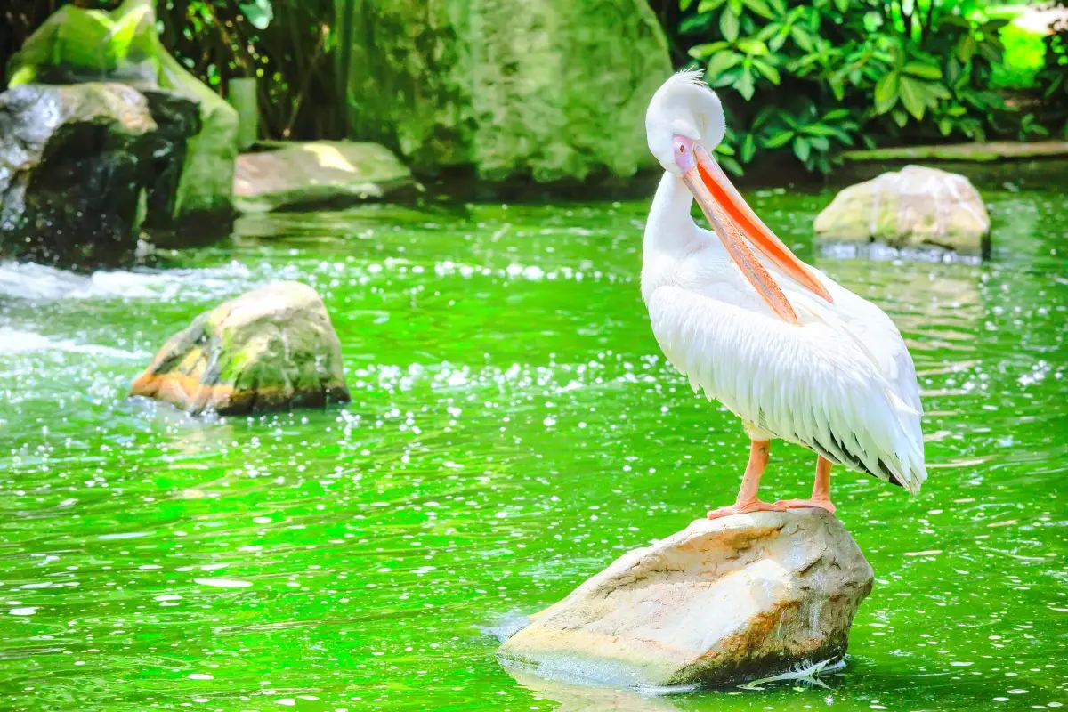 吉隆坡雀鳥公園