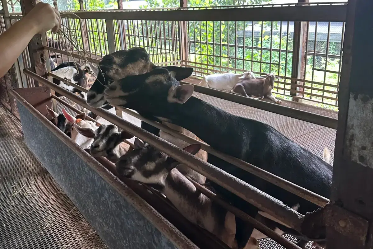goats at Hay Dairies