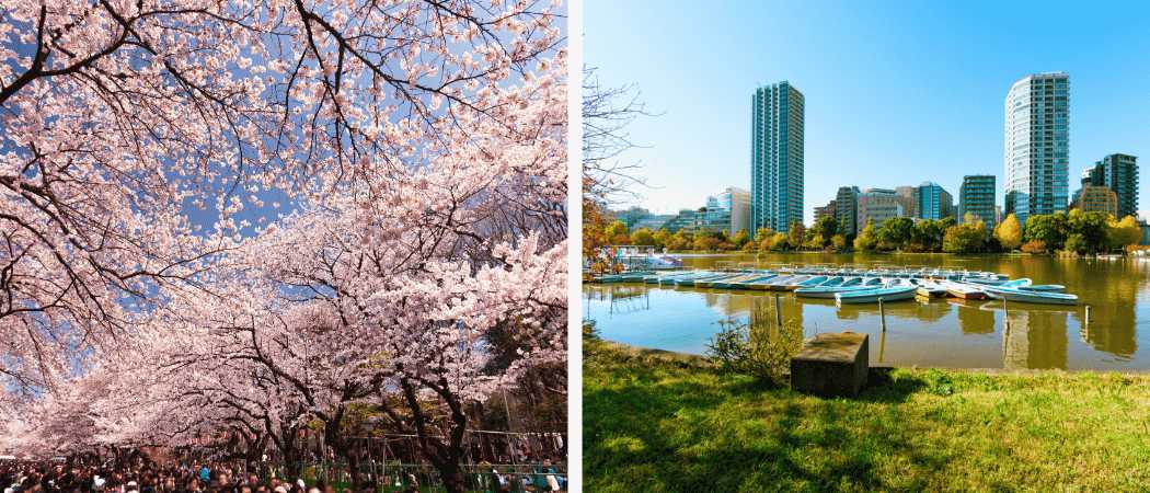 Parque Ueno durante la temporada de floración de los cerezos en Tokio