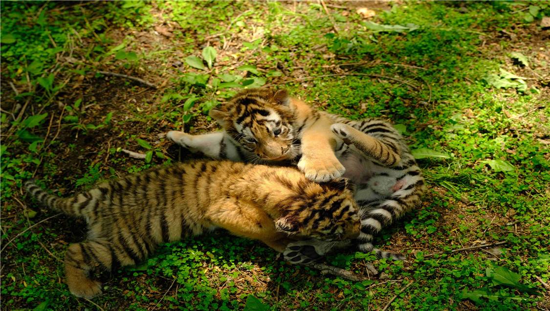 하얼빈 중앙대가 도심 투어 