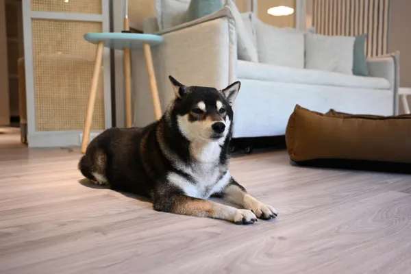 墾丁凱撒大飯店寵物友善空間