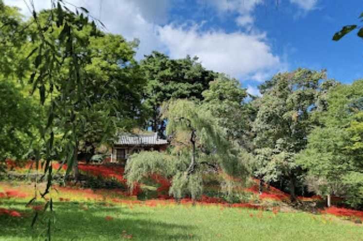 광주 벚꽃 장소