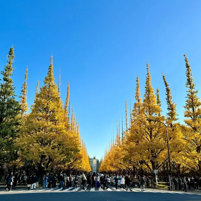 東京一日遊, 明治神宮