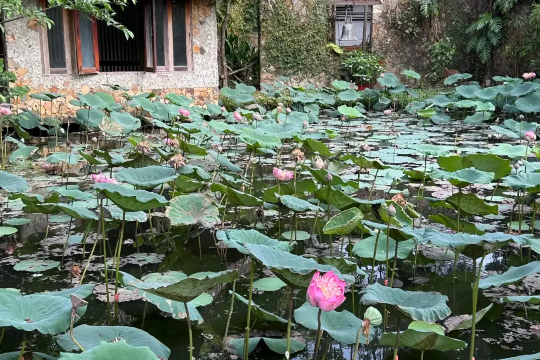 lily pads view at Binh Quoi Village