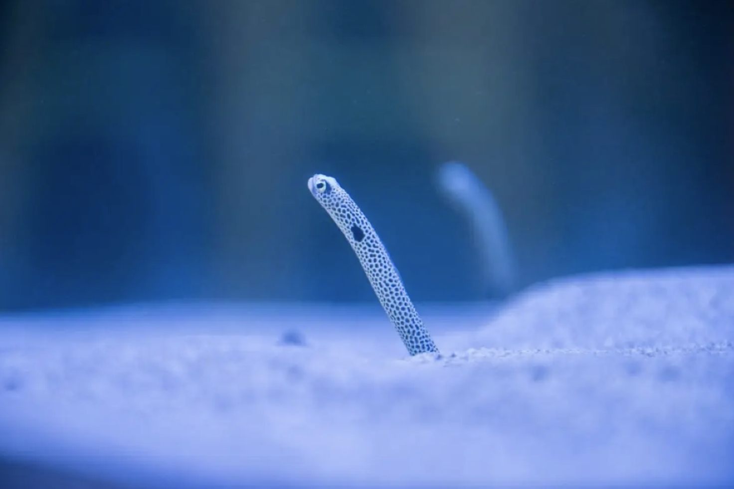 澎湖水族館必體驗
