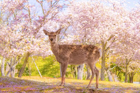 난바역에서 나라공원
