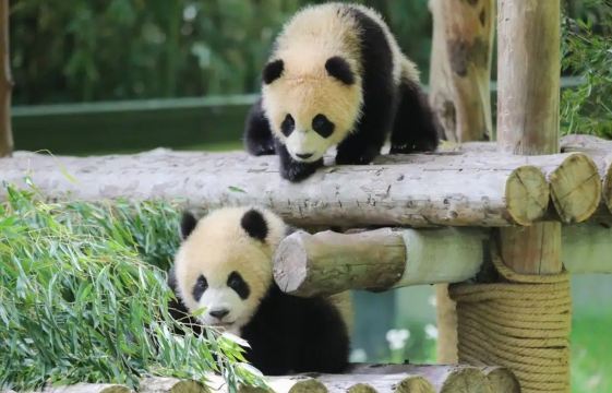 Giant pandas and traditional Sichuan teahouse culture in Chengdu