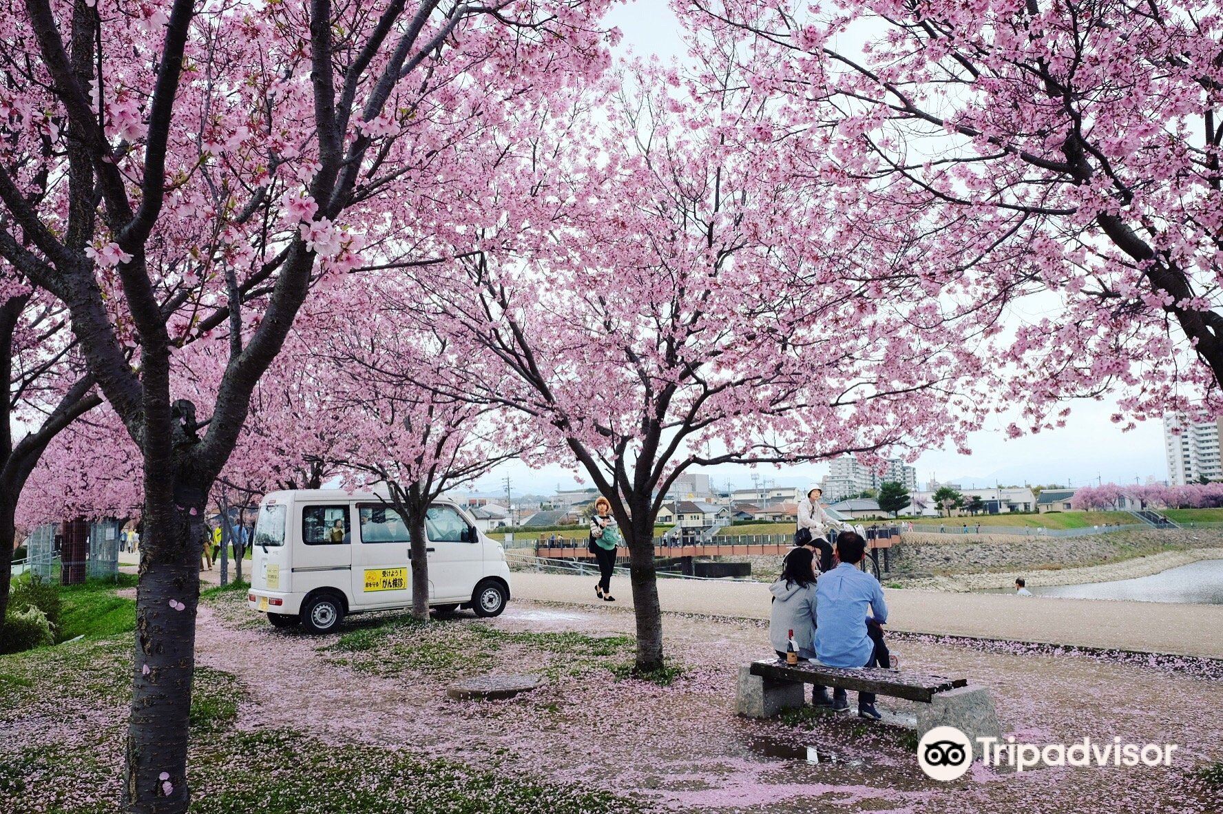 關西賞櫻景點 #3 狹山池公園|大阪