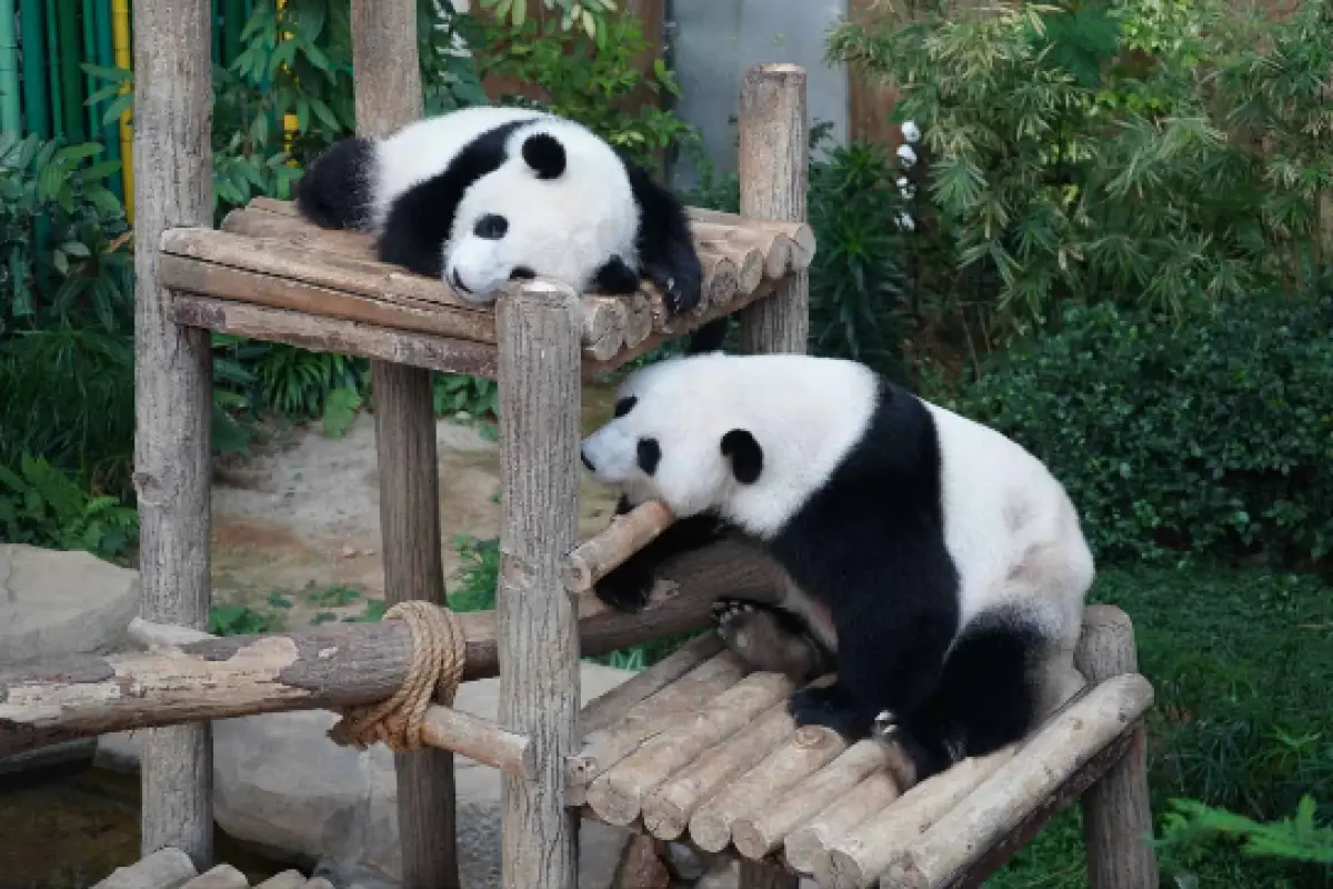 Zoo Negara