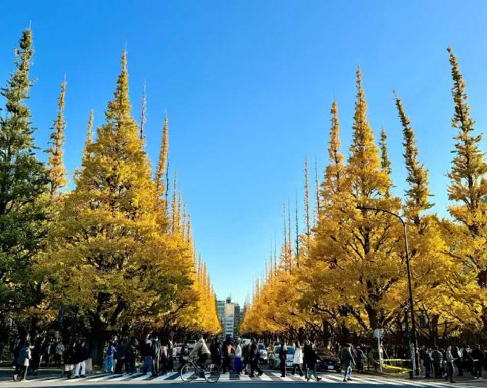都市綠洲,巨型鳥居祈福。